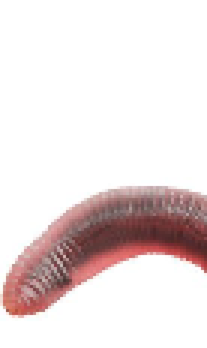 [acbc50] ITS EARTHWORM SALLY