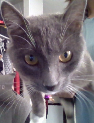 [a56108] Anywyas KITTTYYYY