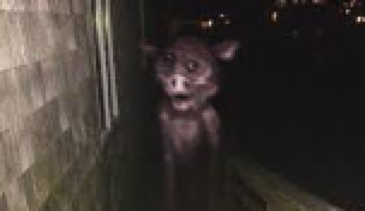 [6cf85f] oh wow!! new episodes for peppa pig!!! -mini liz