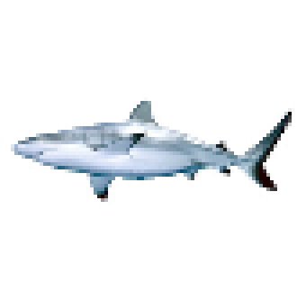 [636263] shark
