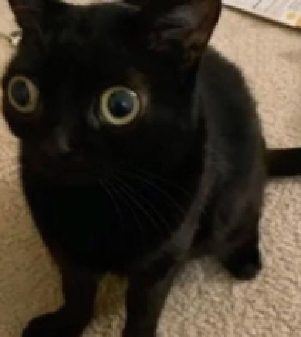 [a56108] Bogos binted