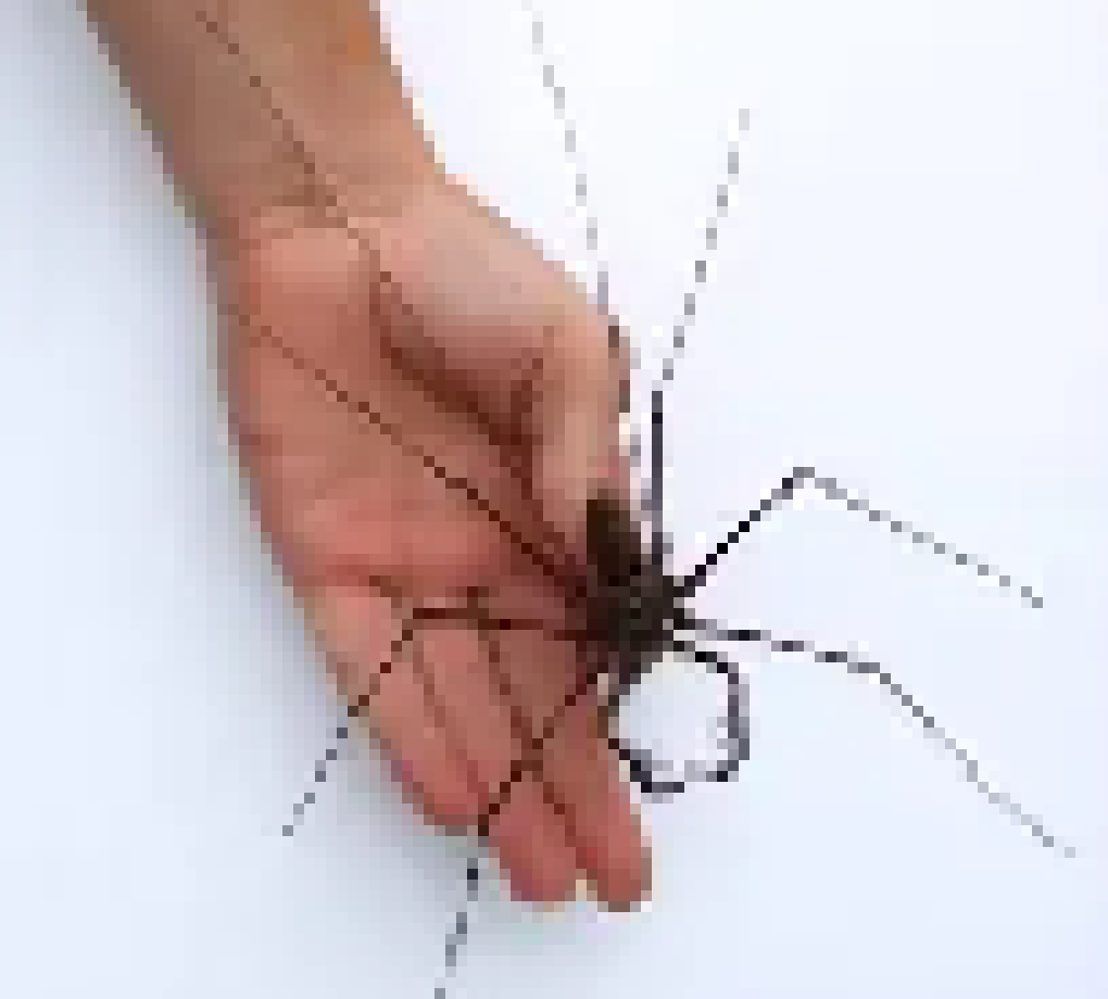 [78722c] this is a certified giant whip spider moment