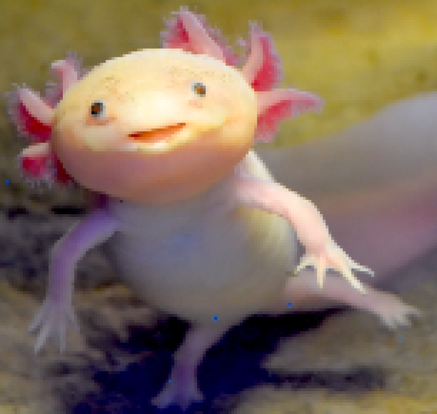 [8f1d86] axolotls)