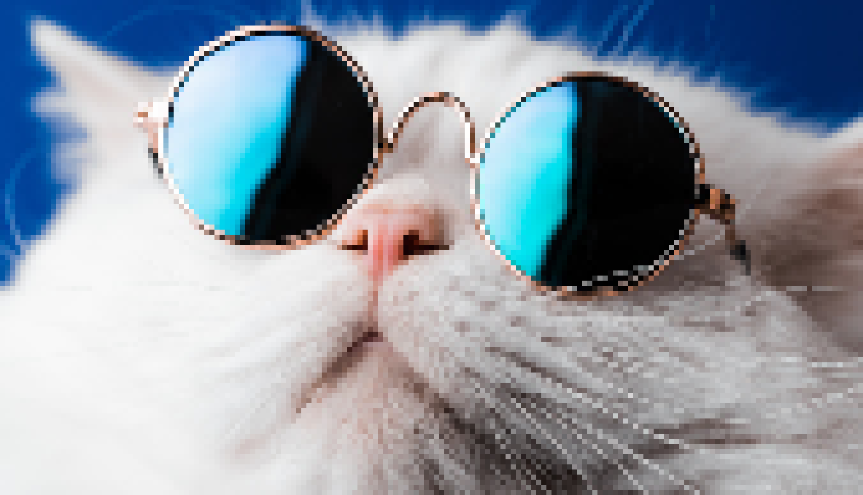 [c82979] Cool Cat