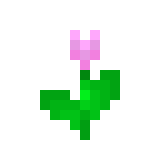 [c37a3a] A pink tulip