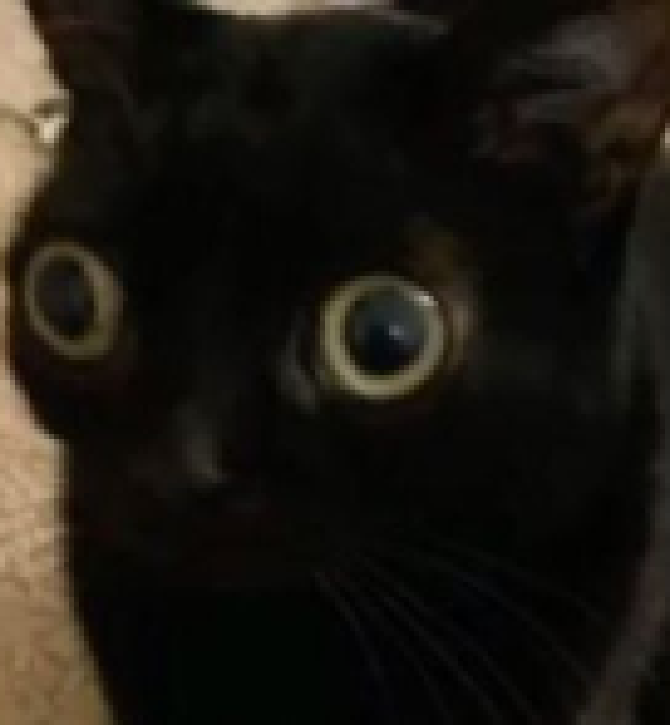 [a56108] My ass rn as I'm watching Record of Rangnarok  S2:E2