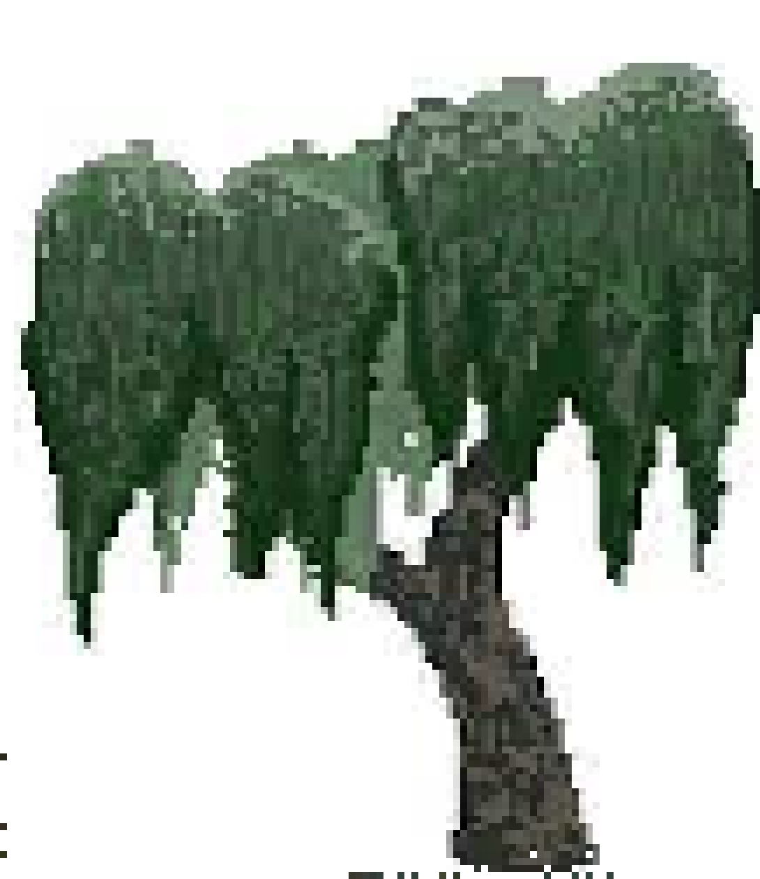[f981fe] large swamp tree