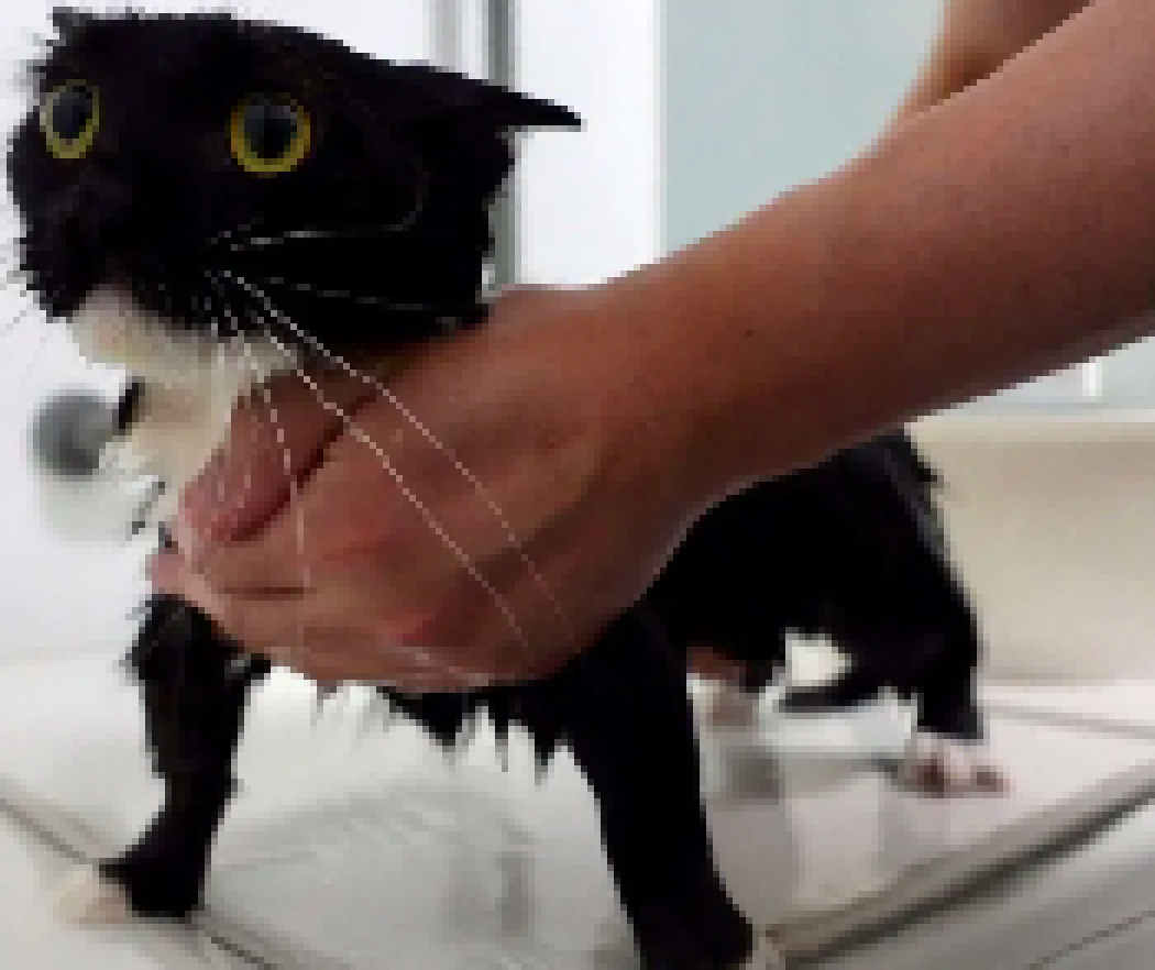 [9ce148] (*thoughts on this soggy ass cat)