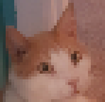 [6cf85f] she was a tortoise shell - oreo