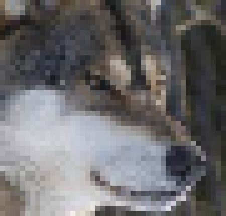 [17d6d3] i know he's not a wolf shut up