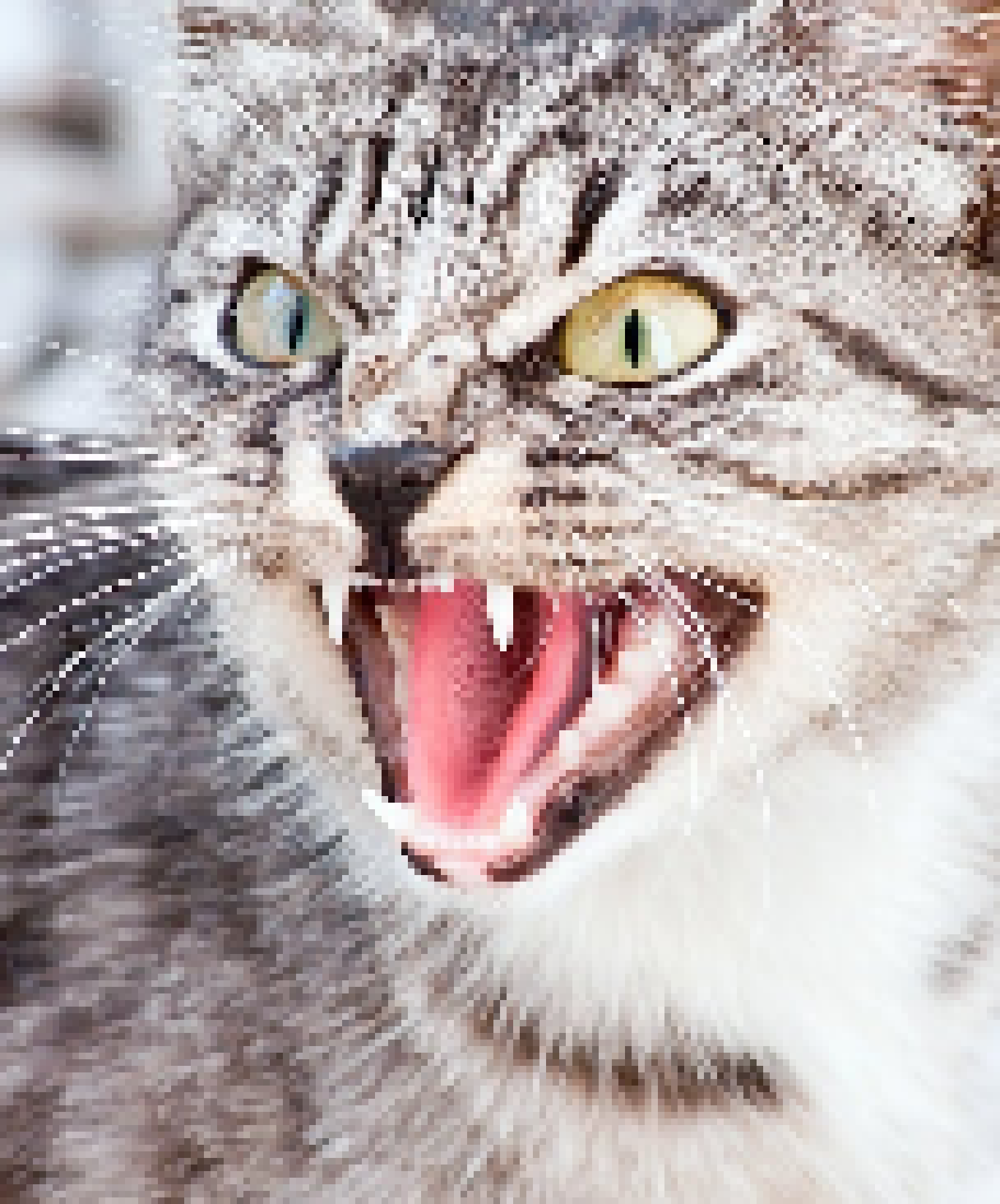 [1f86ca] good you better like the animator also CAT FIGHT!!!!!!!!!