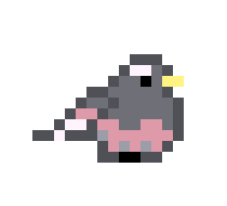 [0d539a] black rosy-finch