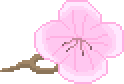 [9664c4] Cherry Blossom