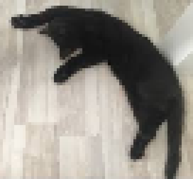 [35dc76] it appears black cat lost as he is dead now, rip black cat