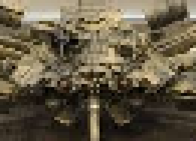 [913245] well then start with crab then to nesxt