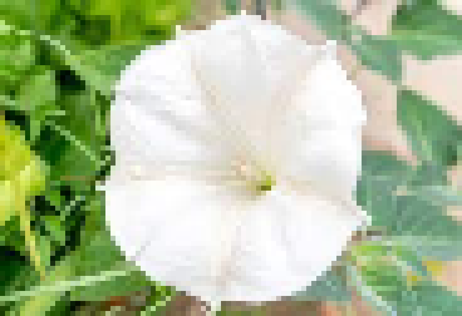 [6d07bc] Actually, this is what it is... Lunastifalia... Moon Flower... -Caitlynn