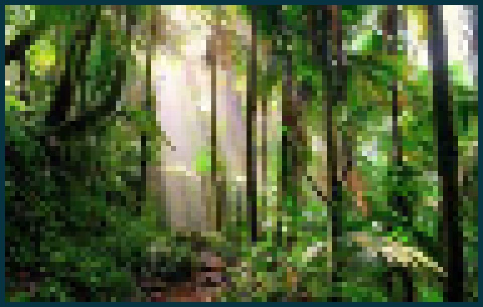 [8374d2] Rainforest