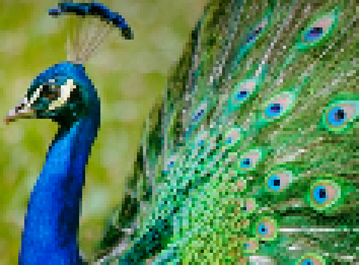 [acbc50] *the peacock spreads its tail feathers and does a war chant scream after john pats it*