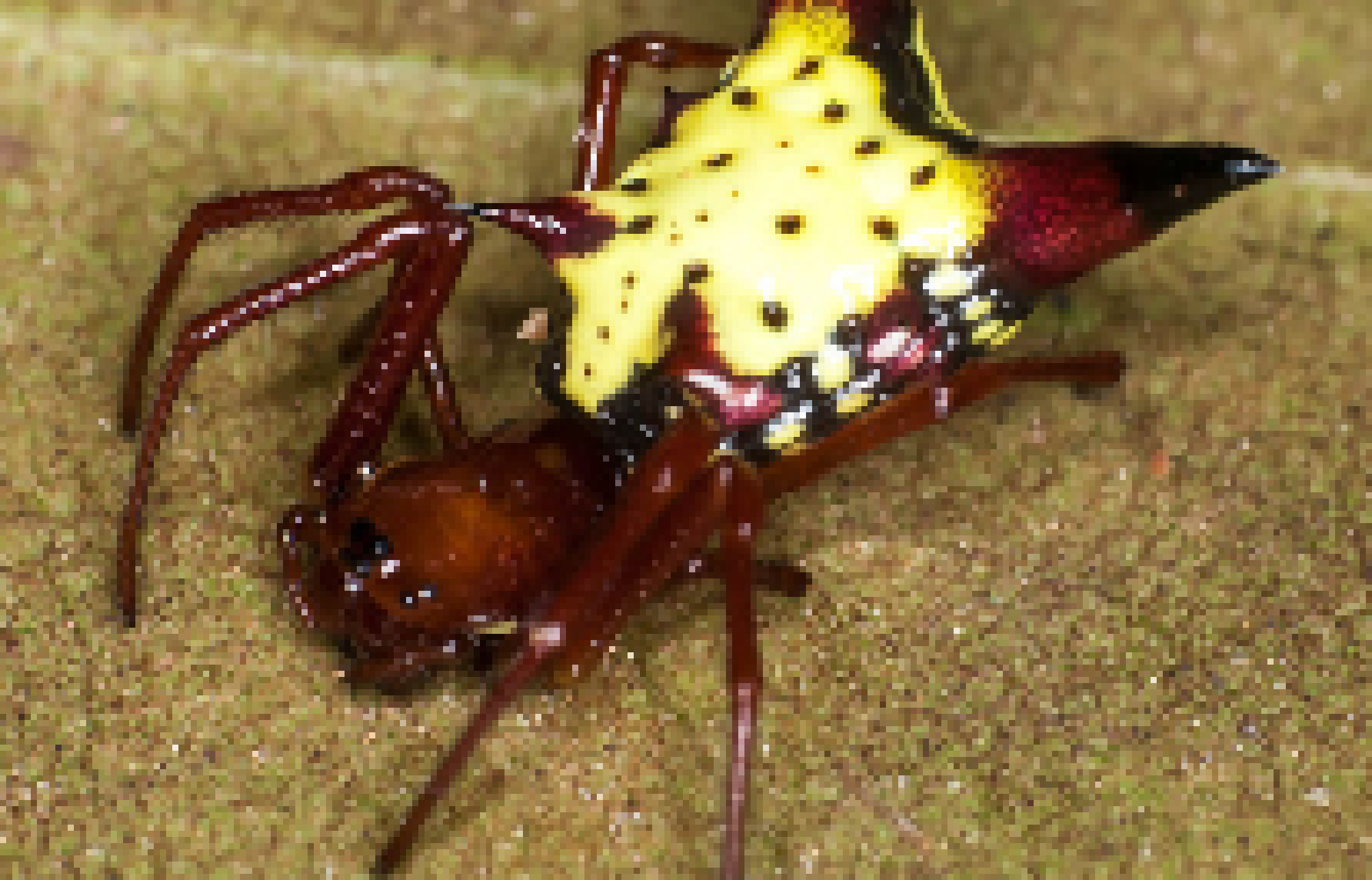 [c6eeac] this is just a pokemon