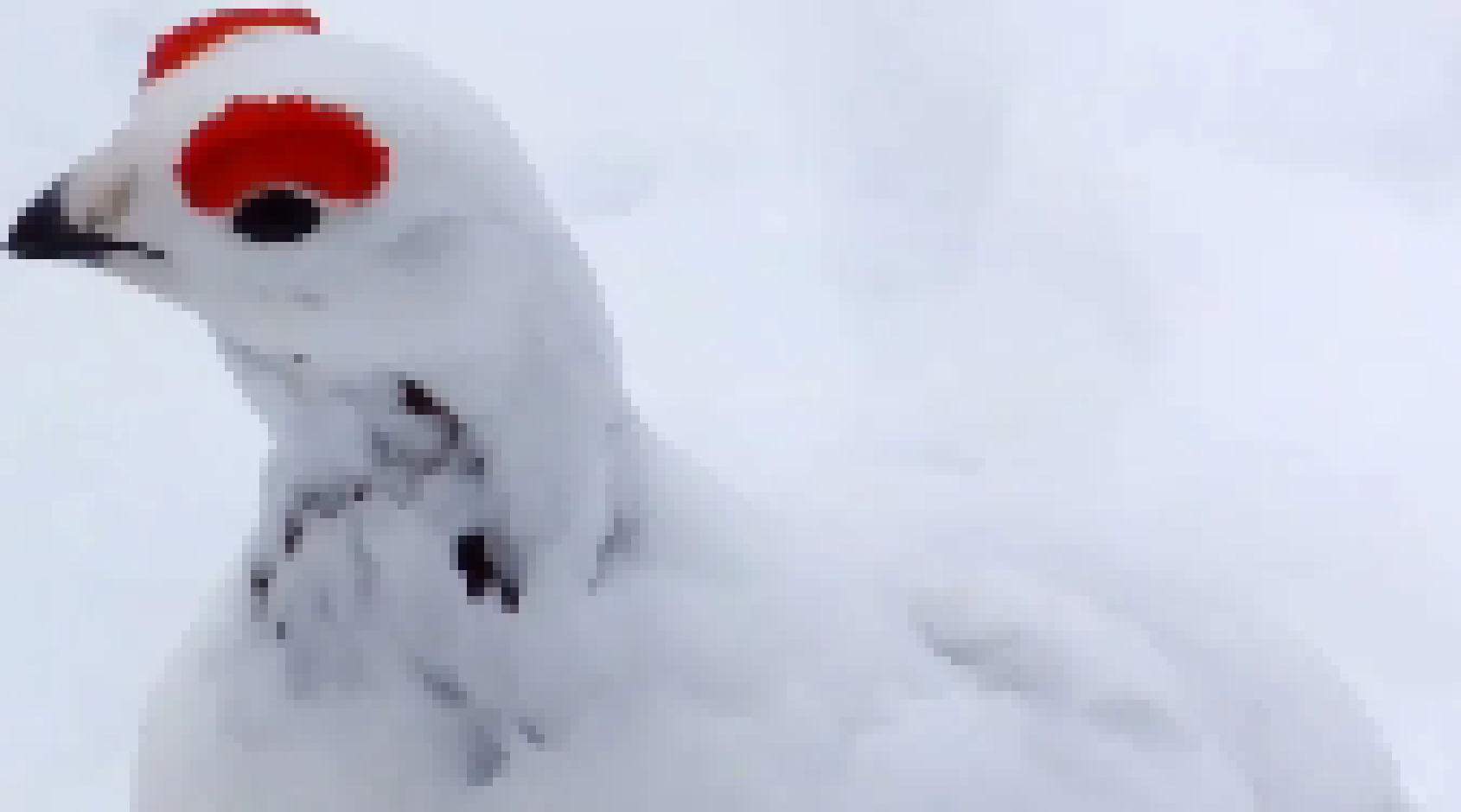 [176f71]    willow ptarmigan