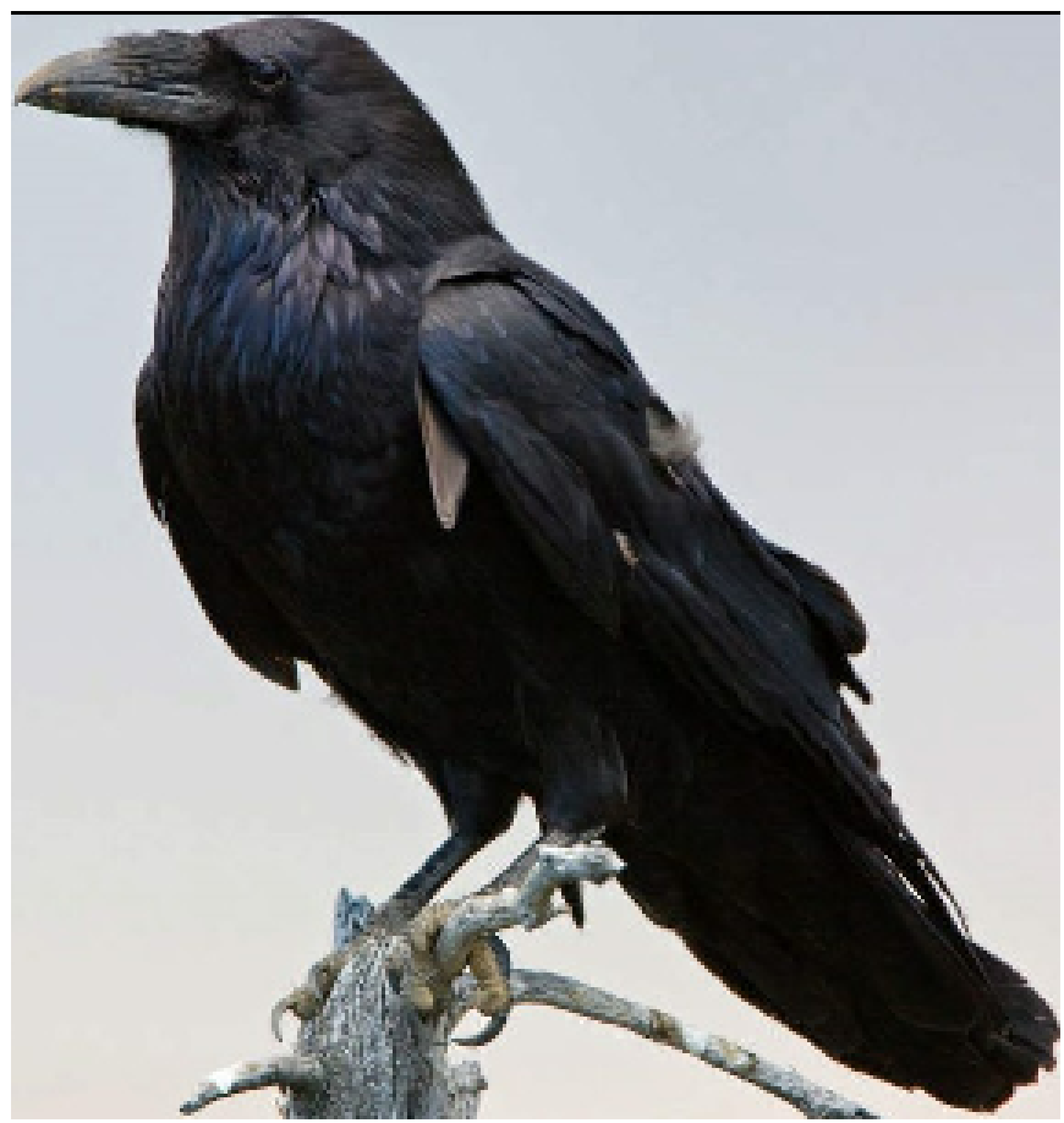 [b5be35] Crow