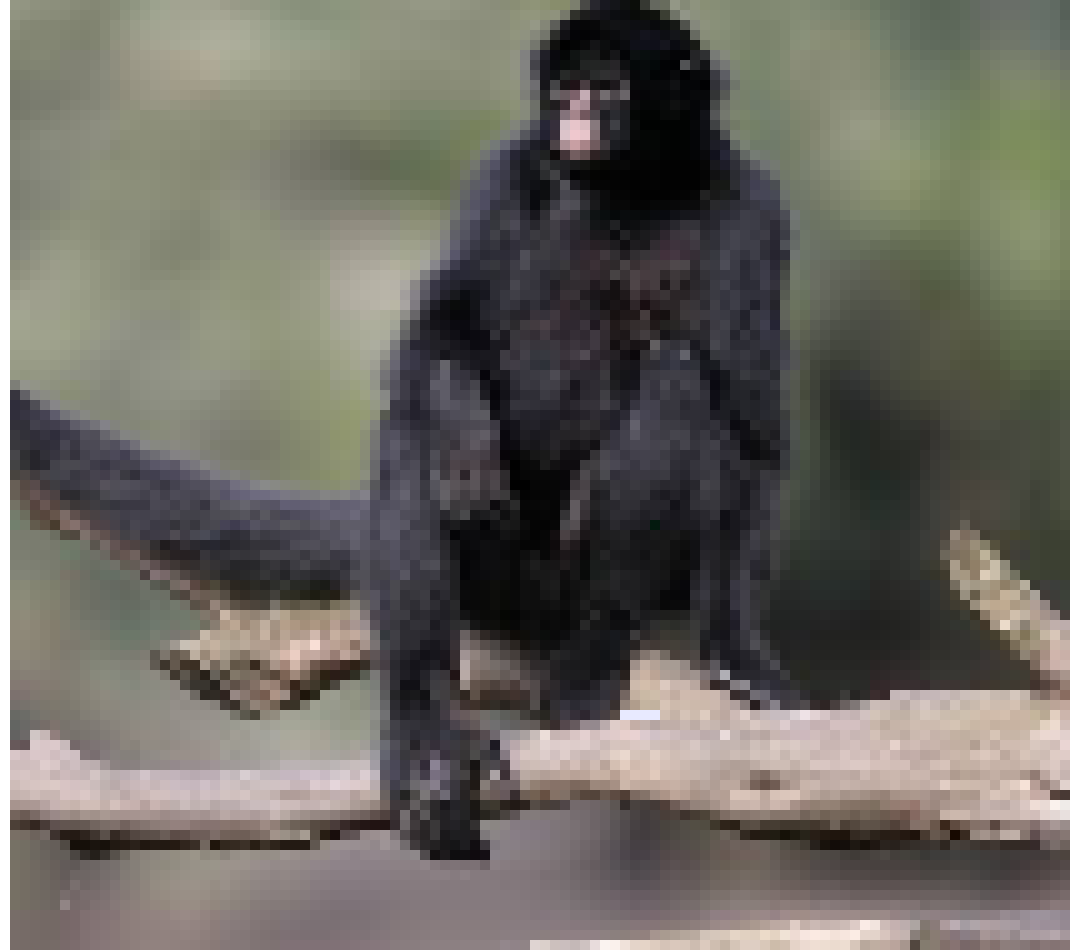 [744ef3] Brown spider monkey