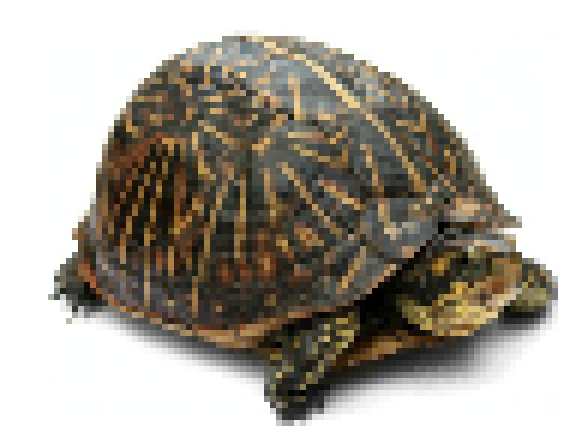 [9ce148] (*i dont feel silly, i feel shelly)