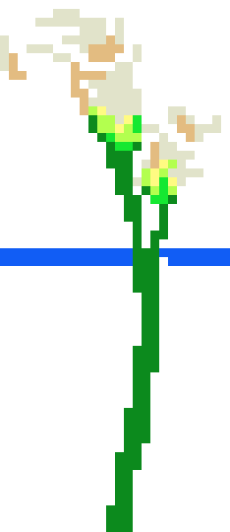 [9664c4] CallaLilliesWhite