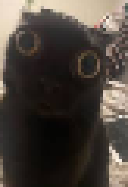 [35dc76] i think smth is wrong with sans chat