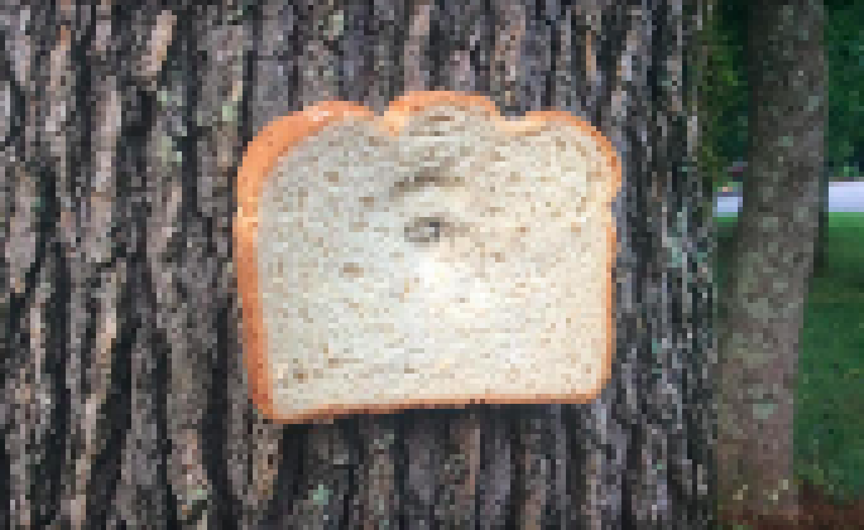 [990543] *Why is this bread stapled to a tree?*