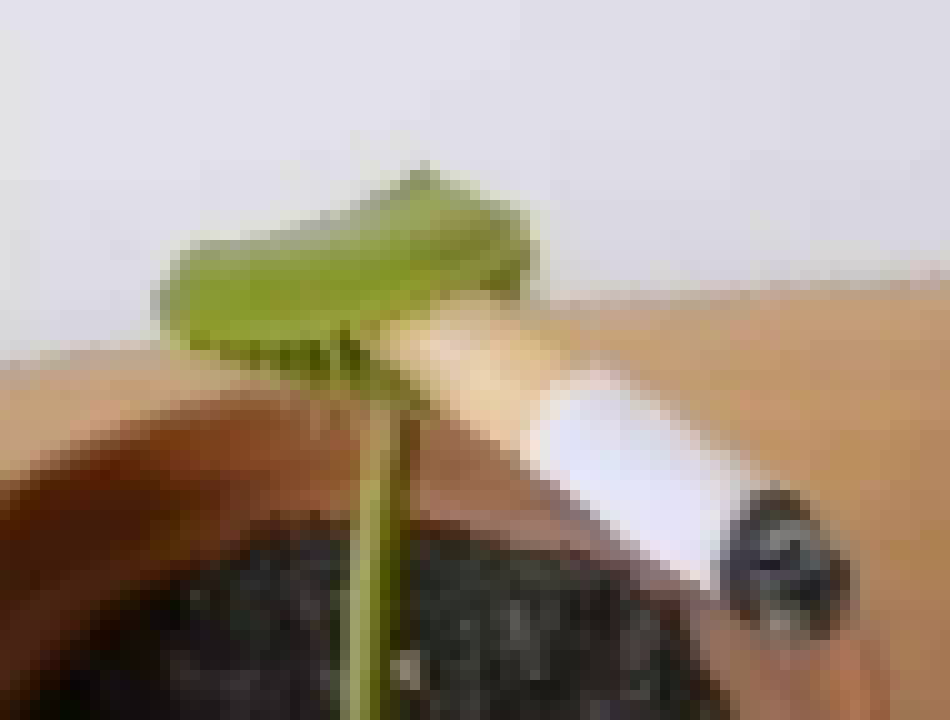 [990543] you ever just *coughing plant noises*