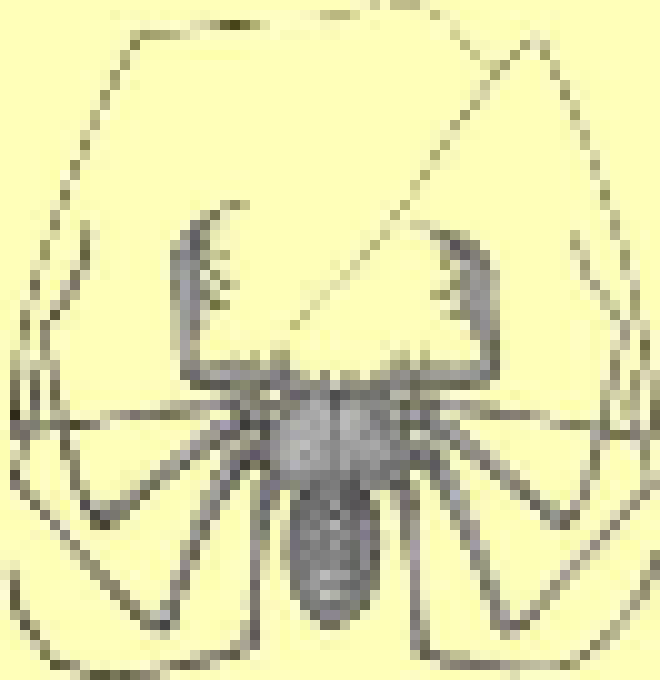 [3f8dae] whip spiders are so cool