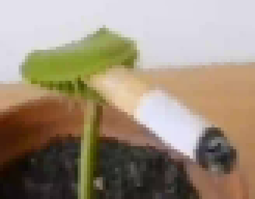 [990543] you ever just realize selever is a rip off angel dust, both are clearly gay. and pink, and that's it