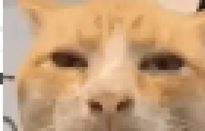 [35dc76] they ruined the chain lets KILL THEM