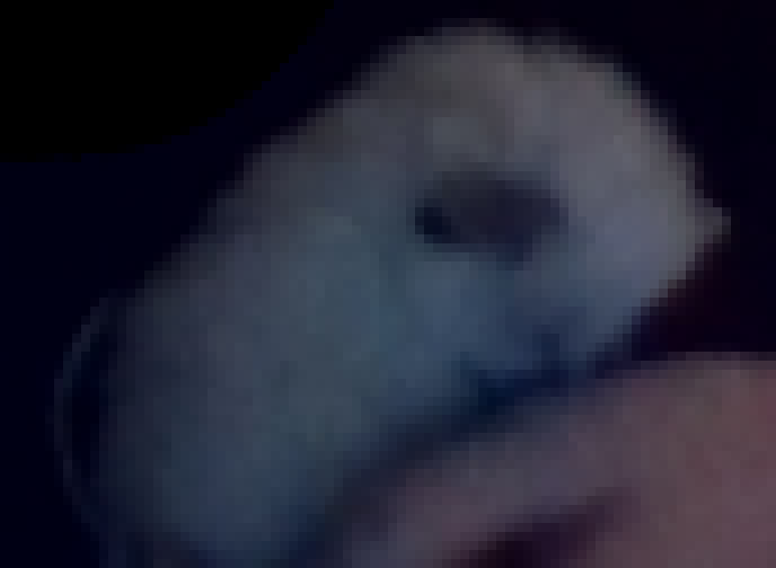 [a24445] I think this is either Sugar, or Milk, but I call it Socks, cause it looks like it has socks on. They are over a week old.