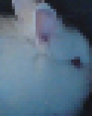 [acbc50] My bunny just hopped onto my keyboard and typed ;;;;;;;;;;;;;;;;;;;ll???????????????????????????????????????????????????????????????????????????????????????