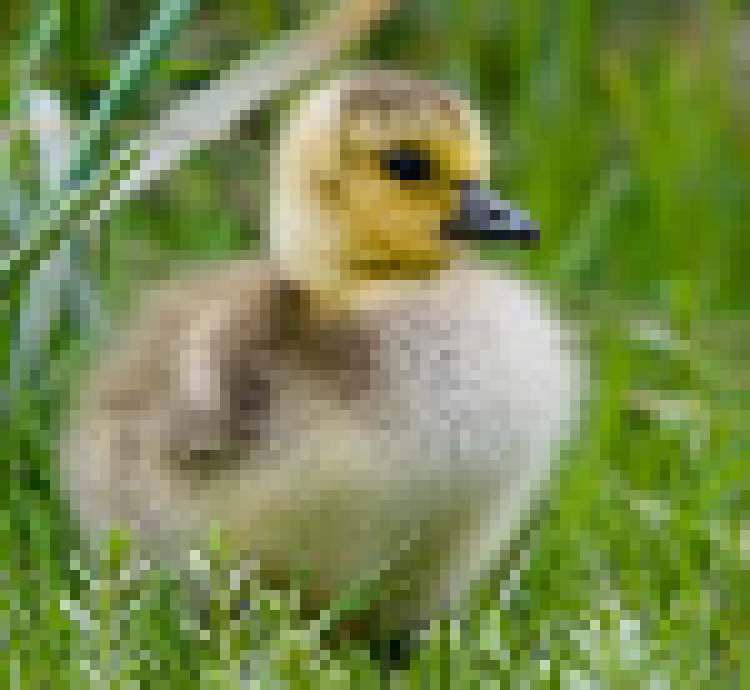 [b13223] canada gosling