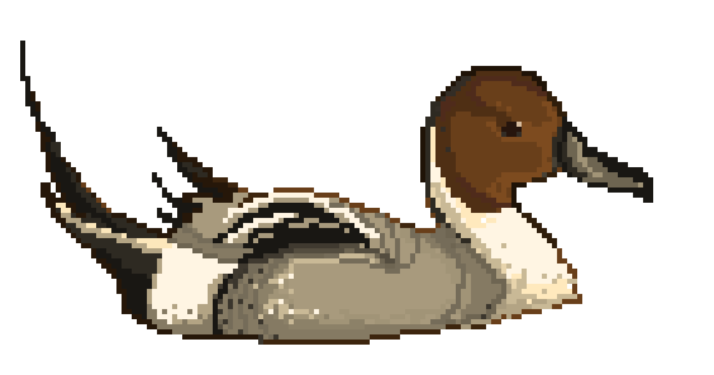 [a510a9] northern pintail
