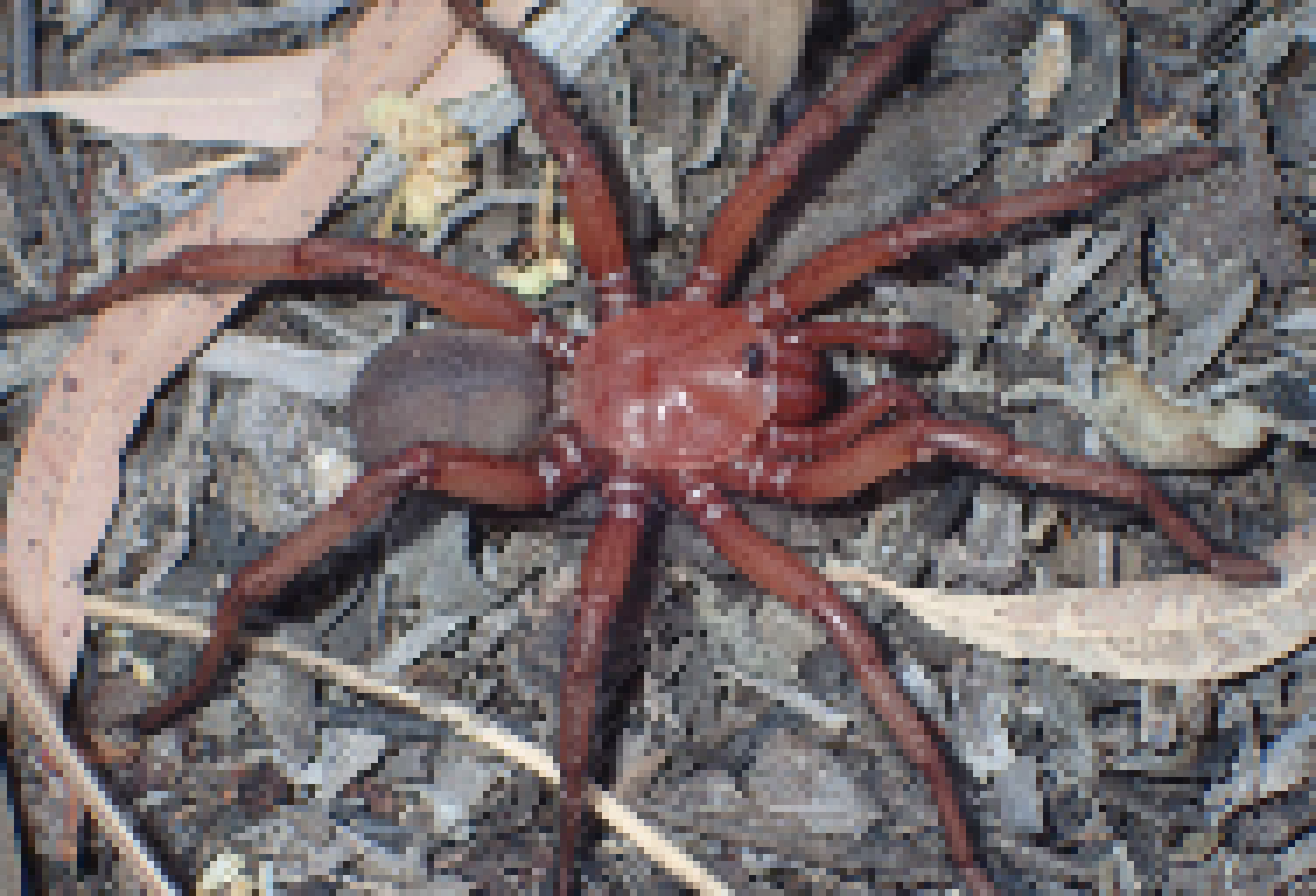 [c5d5a7] Hello gabezlebub