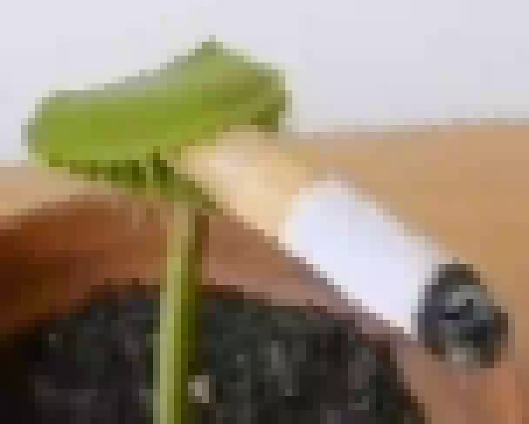 [990543] you ever just be a carnivorous plant smokin a cig?