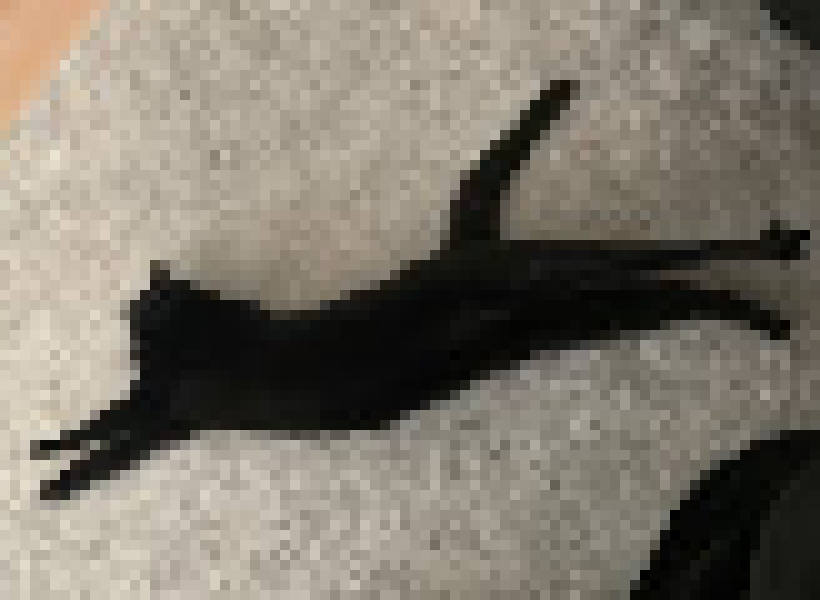 [35dc76] he will be forever missed, he was shot 47 times in the chest and did not survive.