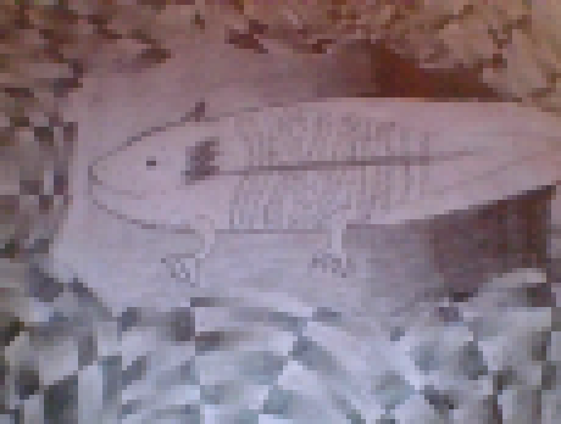 [dd5ac1] oh yah sal u said u wanted to see the pitcher well here (and how are yall) - lily