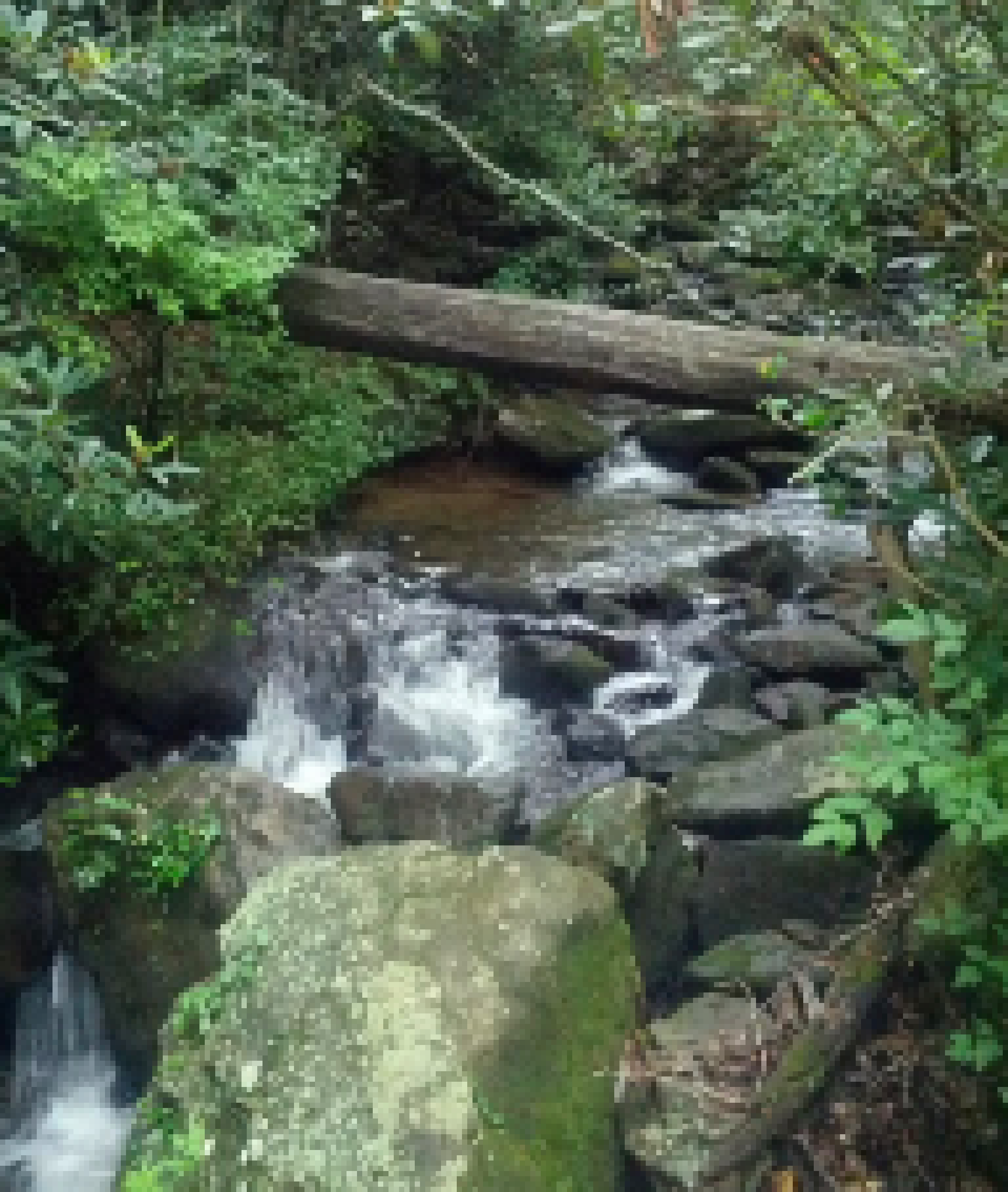 [3bd4be] Forest and log