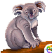 [e7d875] Koala_Chau_10