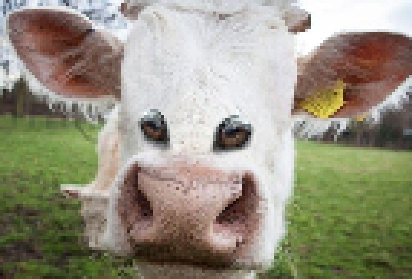 i have comed for your poaceae