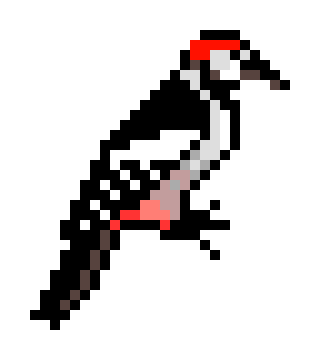 [8118a8] pic épeiche